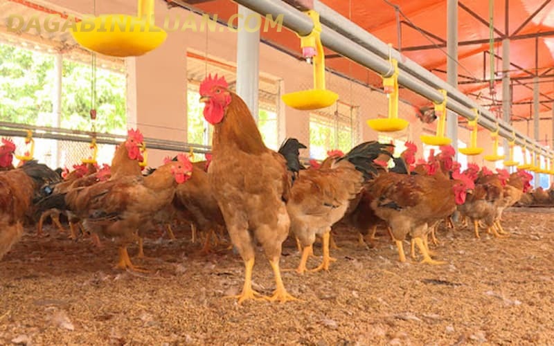 Mô hình chăn nuôi gà bằng đệm lót sinh học