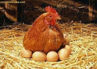 Trứng gà chứa thuốc trị ung thư