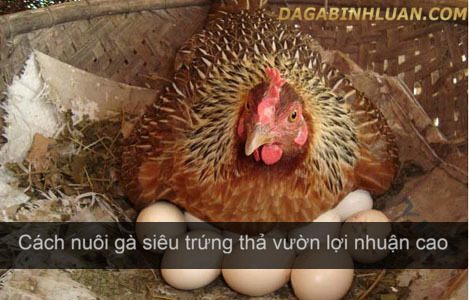 Bật mí cách nuôi gà siêu trứng thả vườn lợi nhuận cao