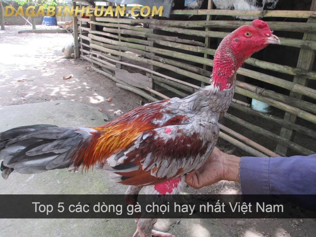 Top 5 các dòng gà chọi hay nhất Việt Nam