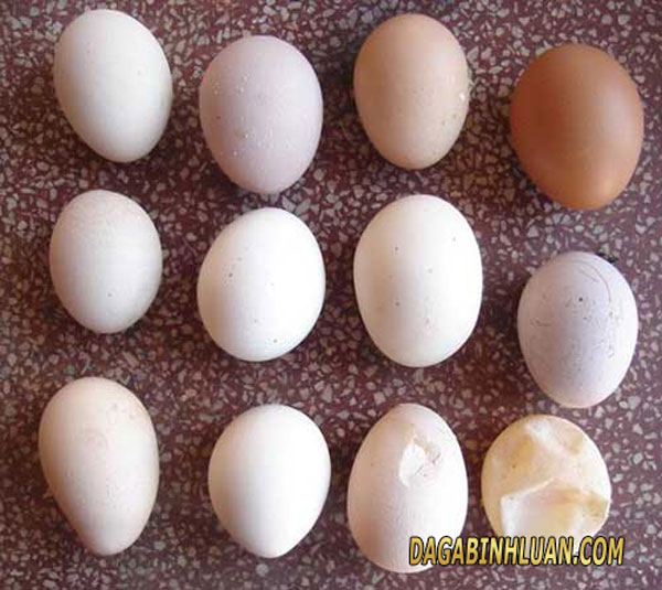 trứng của gà bị nhiễm ib