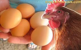 Nuôi gà lấy trứng có lãi không