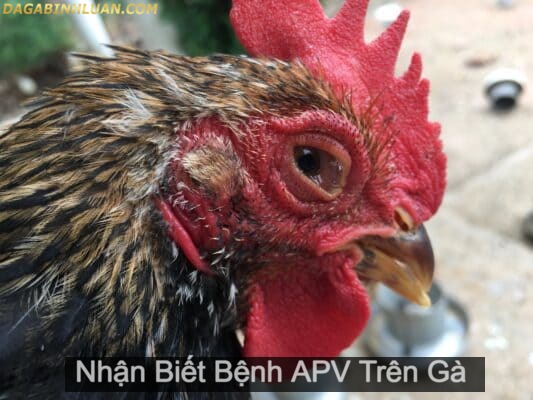 Bệnh APV trên gà