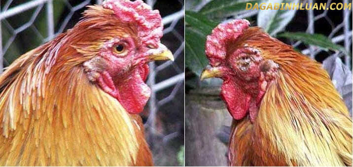 Nguyên nhân khiến gà bị nhiễm bệnh APV trên gà