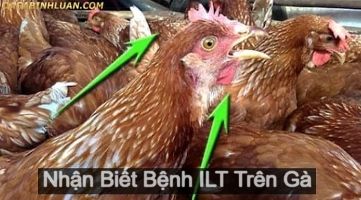 Bệnh ILT trên gà