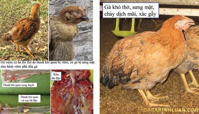 Nhận biết gà bị nhiễm ILT