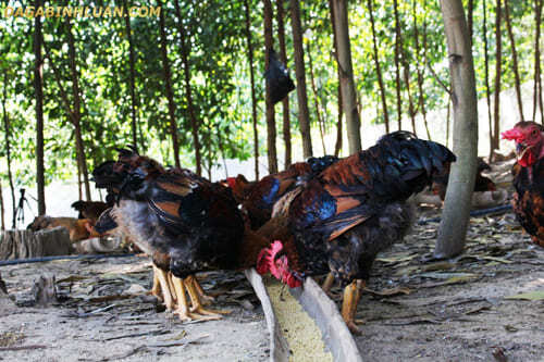 Chất lượng thịt gà thả đồi Phú Bình