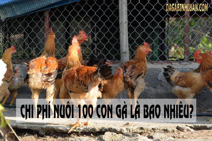 chi phí nuôi 100 con gà