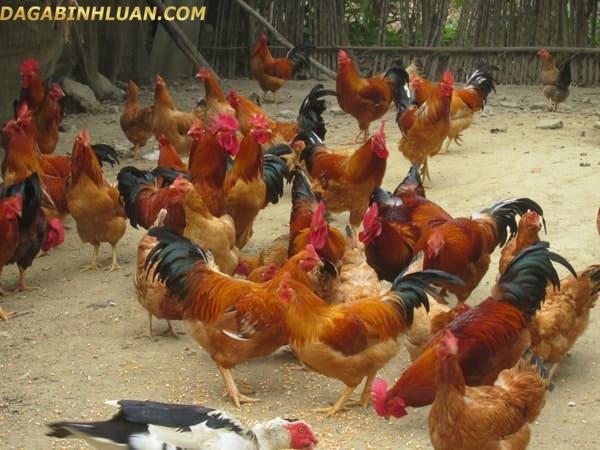 Thanh niên đặt 1000 con gà trên mạng