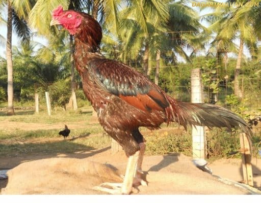 Giống gà Asil tại Ấn Độ