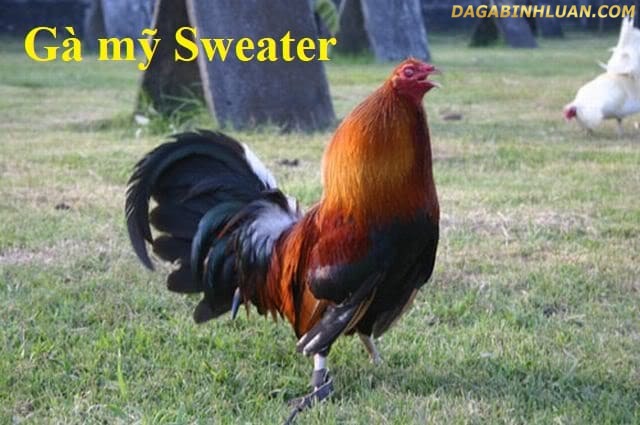 Giống gà Mỹ Sweater