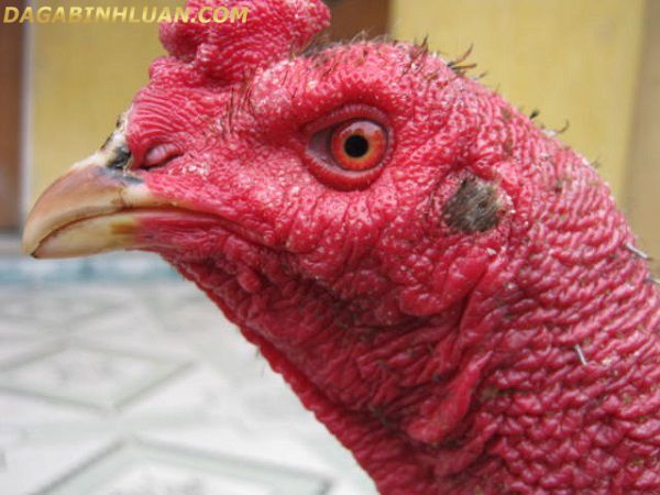 bệnh sâu mắt ở gà