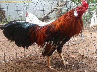 Lịch tiêm vacxin cho gà lấy trứng