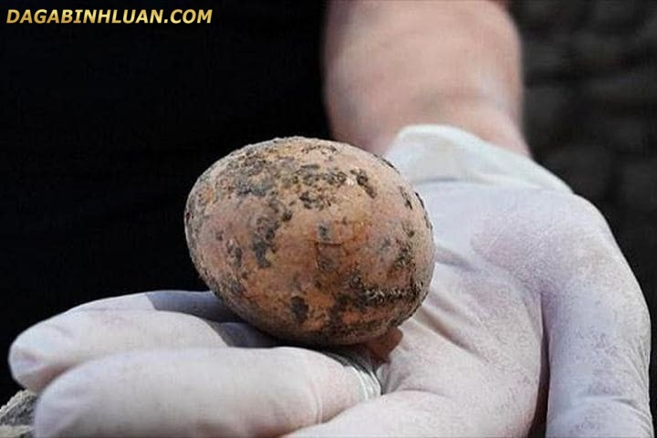 Quả trứng gà 1000 năm tuổi còn nguyên vẹn