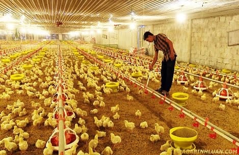 Trang trại nuôi gà lạnh theo công nghệ Đức