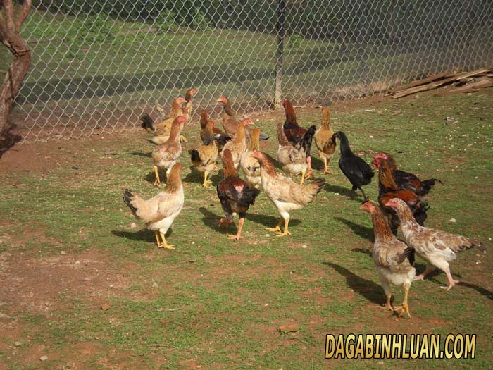 mô hình nuôi gà thả vườn
