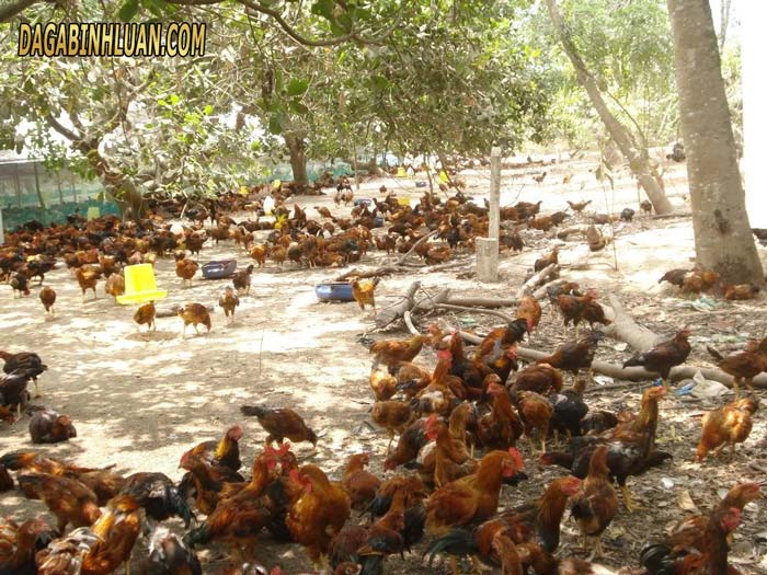 Các bước cần thiết khi nuôi gà thả vườn  Dân Việt
