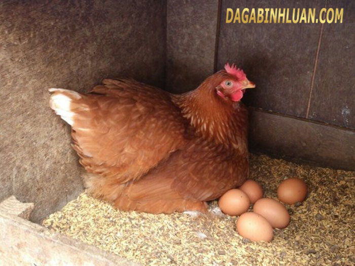 Trứng gà ấp bao nhiêu ngày thì lộn