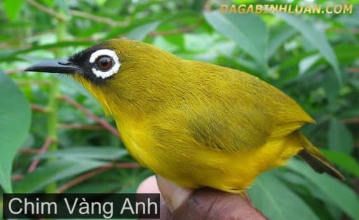 Hình nền Nền Chim Vàng Anh Nền, Một Loài Chim Quốc Gia Của Mỹ, Hình ảnh  Chim Vàng Anh Background Vector để tải xuống miễn phí - Pngtree