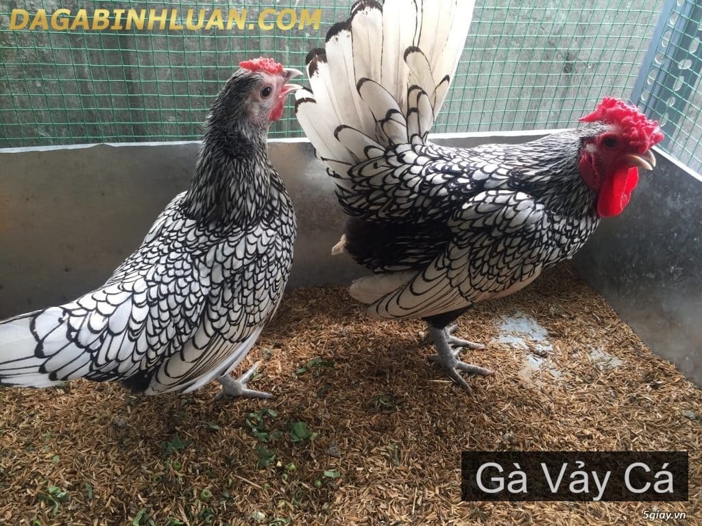 Gà vảy cá