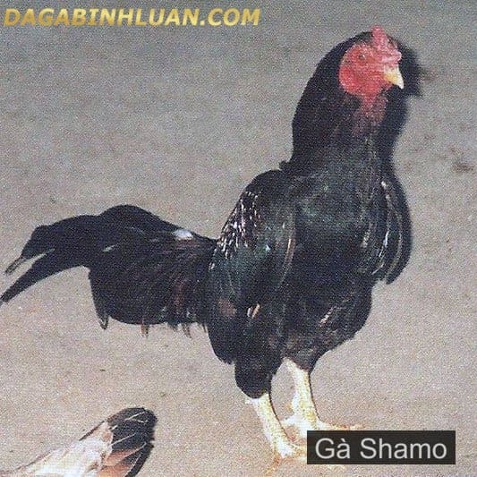 Gà Nankin-Shamo