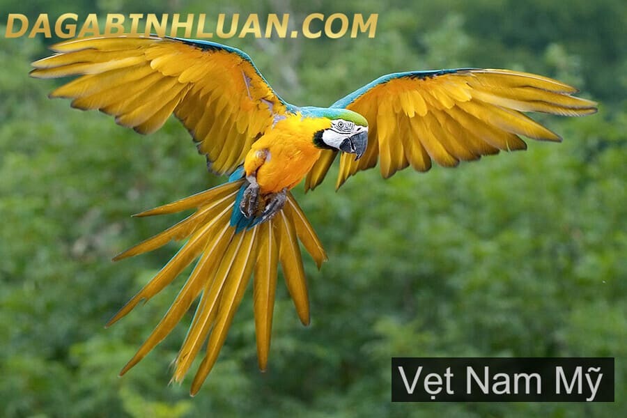 Huấn luyện VẸT NAM MỸ bay xém tí bay đi mất mấy trăm triệu | Vẹt MACAW Nam  Mỹ màu sắc sặc sỡ cực đẹp - YouTube