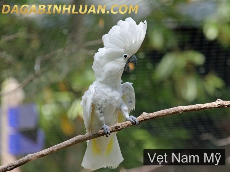Vẹt Nam Mỹ: Thú chơi đắt đỏ của giới nhà giàu-Trang Trại Vườn Chim Việt